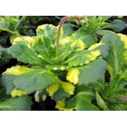 Saxifraga umbrosa variegata
