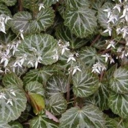 Saxifraga stolonifera