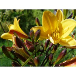 Hemerocallis dumortieri -...
