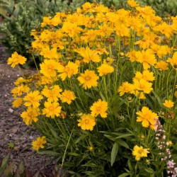 Coreopsis grandiflora