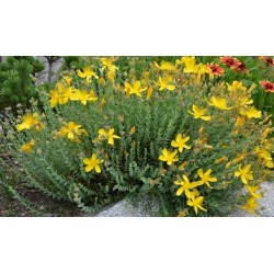 Hypericum montbretii -...