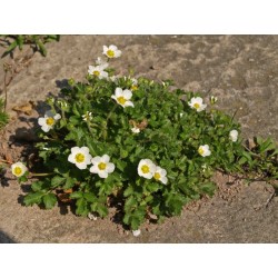 Potentilla Rupestris Pigmaea