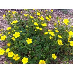 Potentilla Aurea