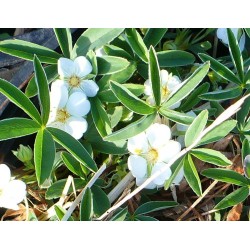 Potentilla Alba