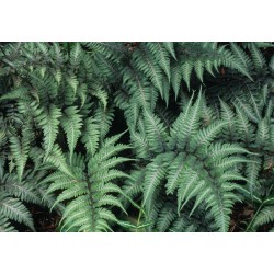 Athyrium niponicum Pictum -...
