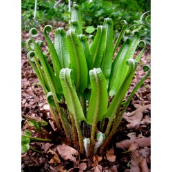 Phyllitis scolopendrium...
