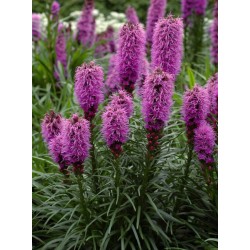 Liatris spicata - Ljubičast...