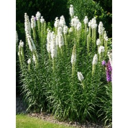 Liatris spicata Alba - beo...