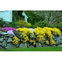 Alyssum saxatile