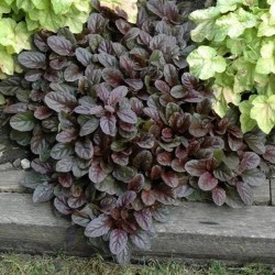 Ajuga repans purpurea