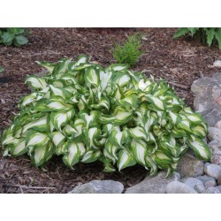 Hosta undulata Mediovariegata