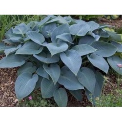 Hosta sieboldiana Trye Blue