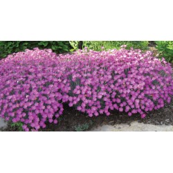 Dianthus gratianopolitanus...