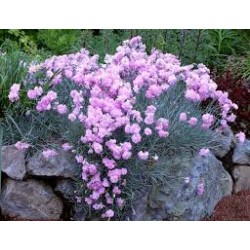Dianthus plumarius Mrs....