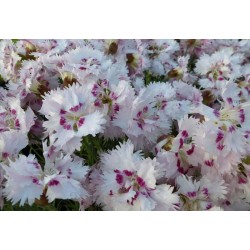 Dianthus plumarius White -...