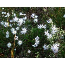 Dianthus monspessulanus -...