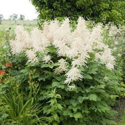 Aruncus dioicus - kozija brada