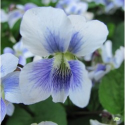 Viola sororia