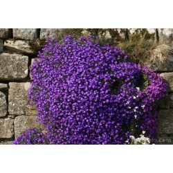 Aubretia Blue Cascade -...