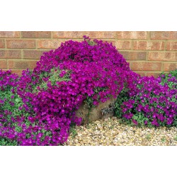 Aubretia Red Carpet -...