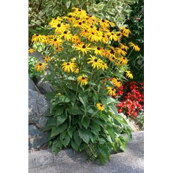 Rudbeckia hirta Goldsturm