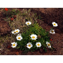 Argyranthemum pinnatifidum...