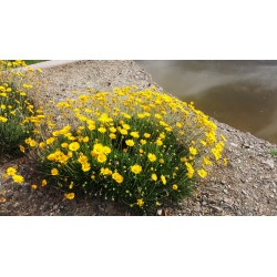 Tetraneuris ( xymenoxys )...