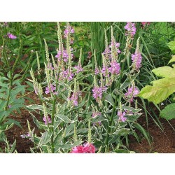 Physostegia virginiana...