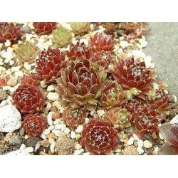 Sempervivum montanum stiriacum