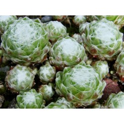 Sempervivum arachnoideum...