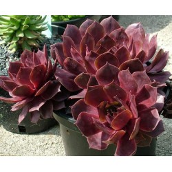 Sempervivum calcareum Royal...