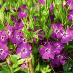 Vinca minor Atropurpurea -...
