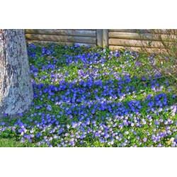 Vinca minor - vinka plavog...