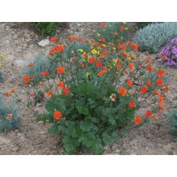 Geum coccineum Borisii -...