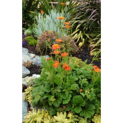 Geum coccineum Koi - niski...