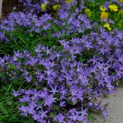 Campanula poscharskyana -...