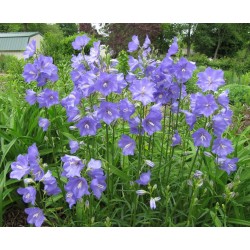 Campanula persicifolia Blue...