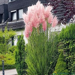 Cortaderia selloana Rosea -...